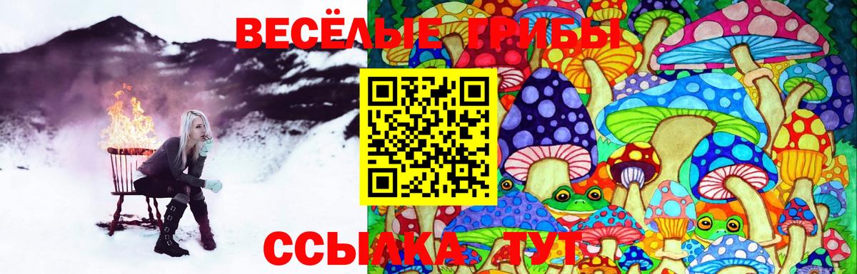 Галлюциногенные грибы Psilocybe Кумертау